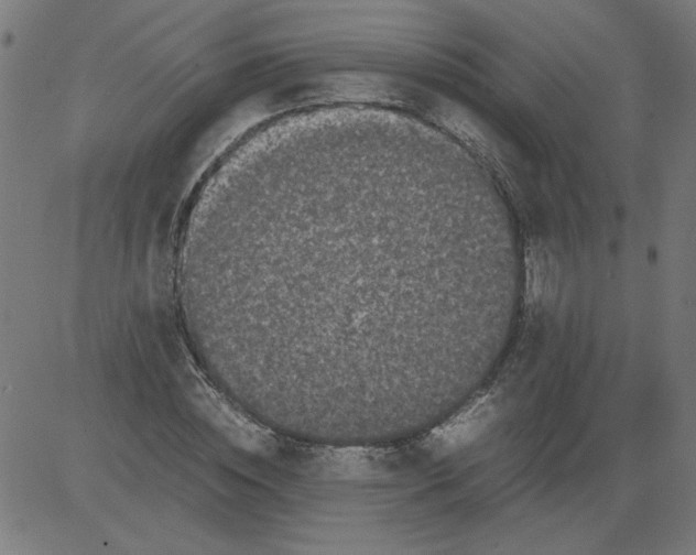 X0000081390828200702020253