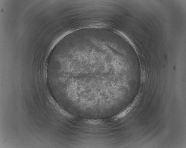 X0000081390835200702020253