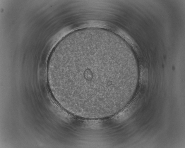 X0000081390836200702020253