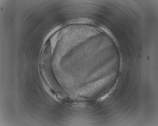 X0000081390850200702020253