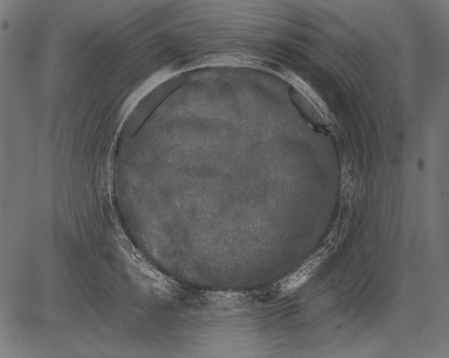 X0000081390854200702020253