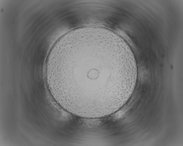 X0000081390856200702020253