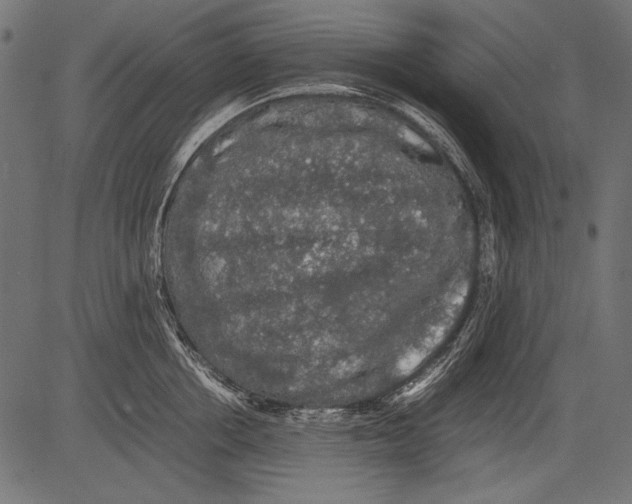 X0000081390858200702020253