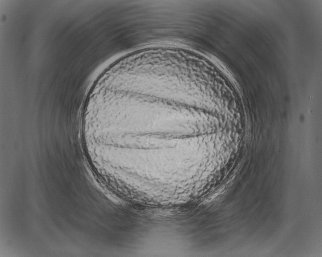 X0000081390862200702020253