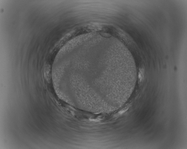 X0000081390867200702020253