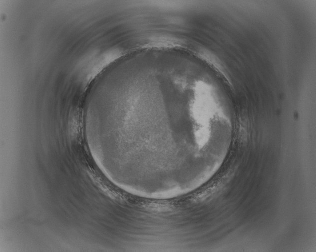 X0000081390874200702020253