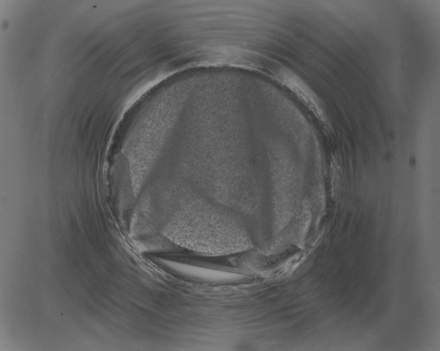 X0000081390876200702020253