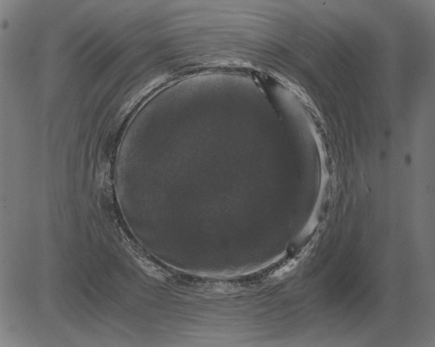 X0000081390881200702020252