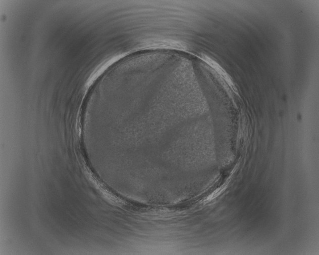 X0000081390885200702020252