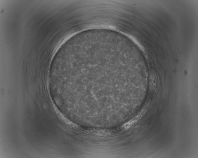 X0000081390895200702020252