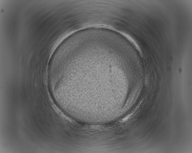 X0000081390903200702020252