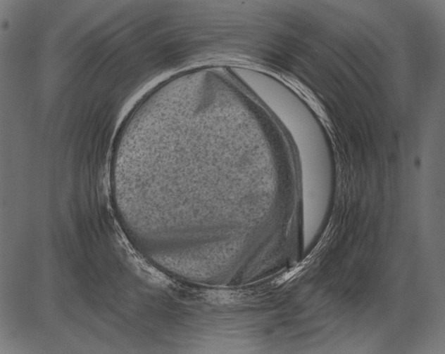 X0000081390904200702020252