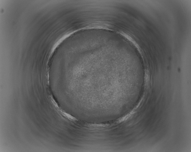 X0000081390925200702020251