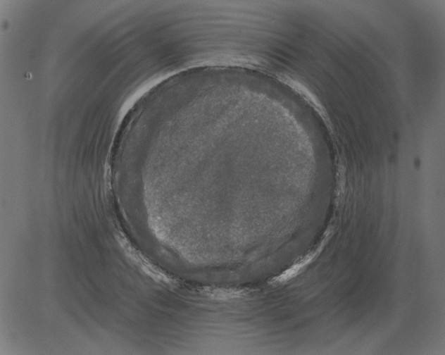 X0000081390928200702020251