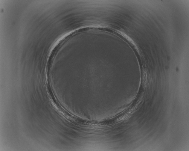 X0000081390935200702020252