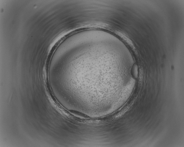 X0000081390936200702020252