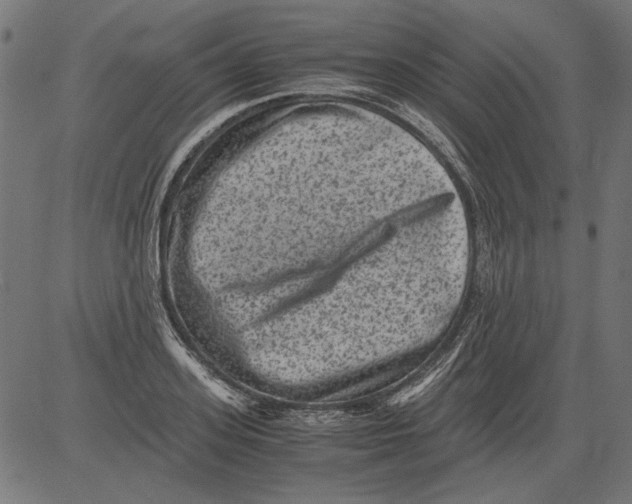 X0000081390939200702020252