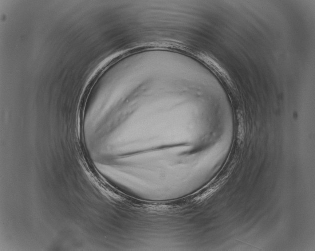 X0000081390940200702020252