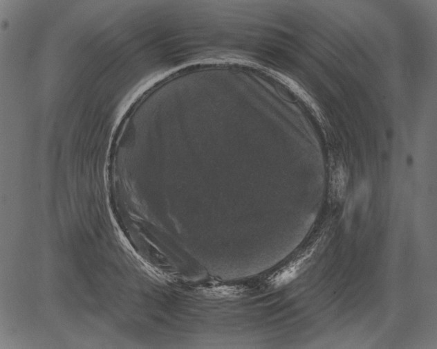 X0000081390943200702020252