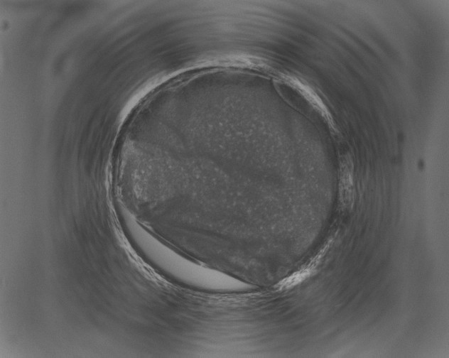 X0000081390944200702020252