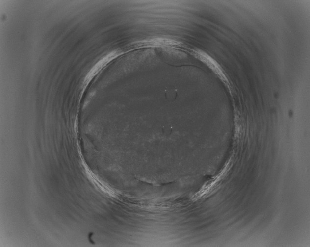 X0000081390946200702020252