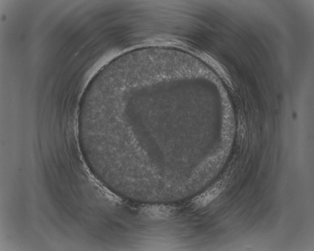 X0000081390950200702020252