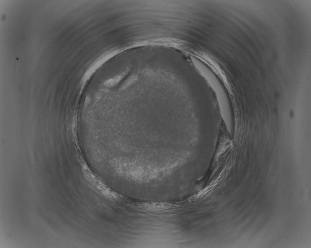 X0000081390952200702020252