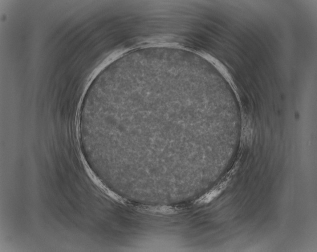 X0000081390957200702020252