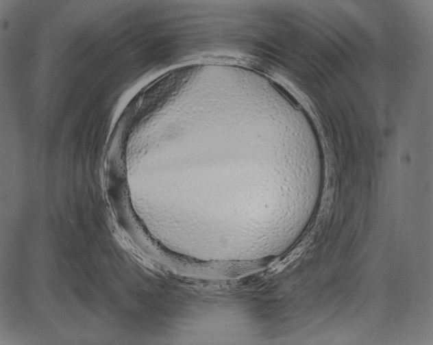 X0000081390960200702020252