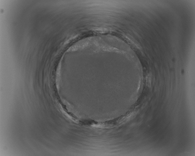 X0000081390961200702020251