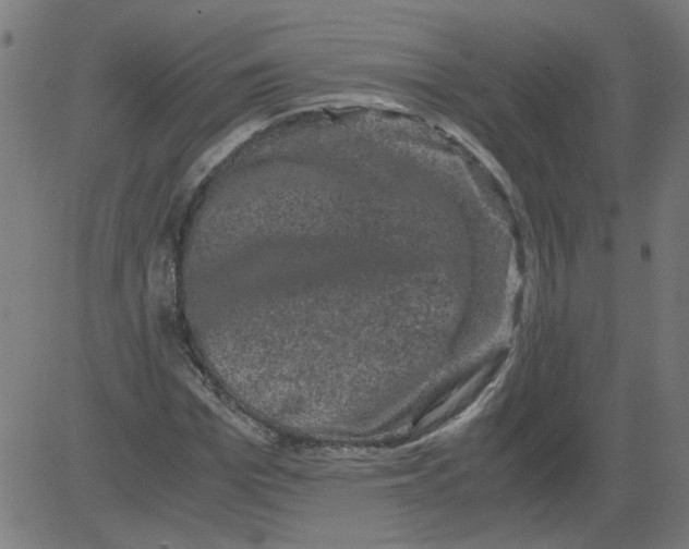 X0000081390969200702020251