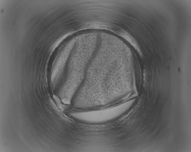 X0000081390972200702020251