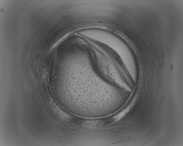 X0000081390985200702020251