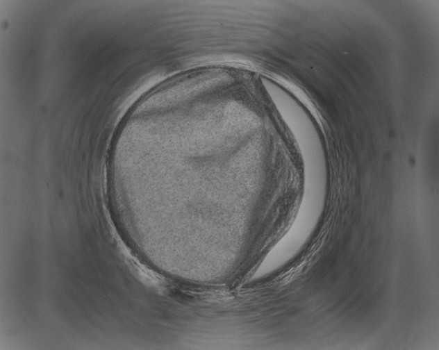 X0000081390999200702020251