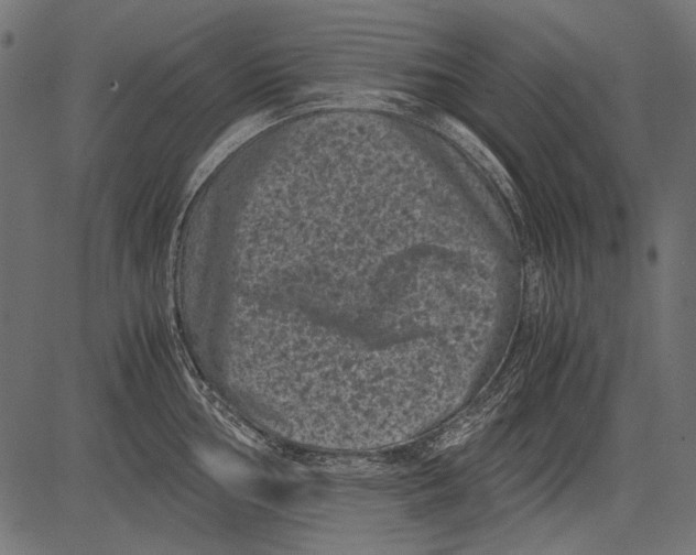 X0000081391002200702020250