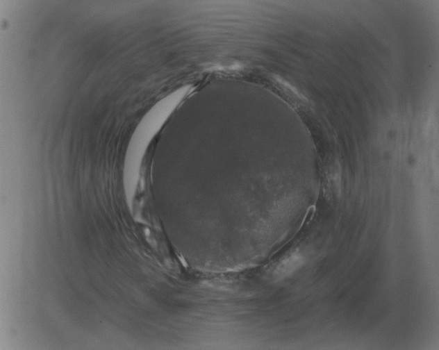 X0000081391010200702020250