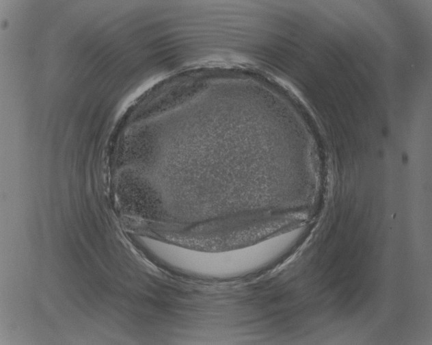 X0000081391018200702020250