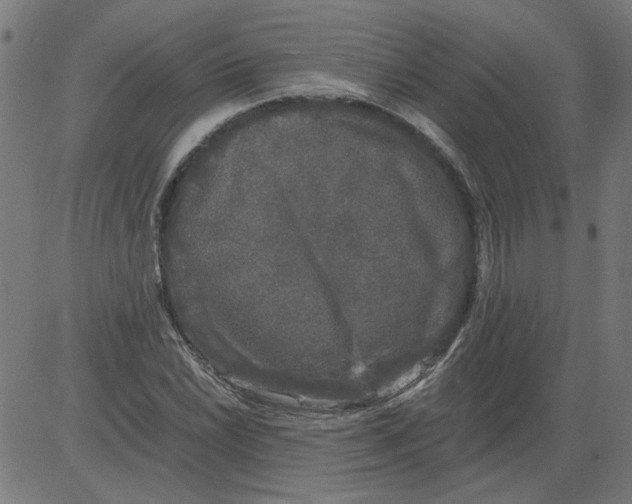 X0000081391022200702020250