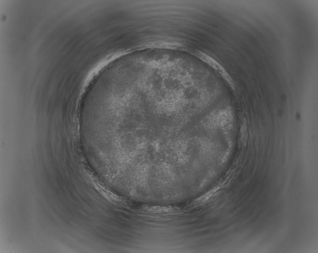 X0000081391027200702020250