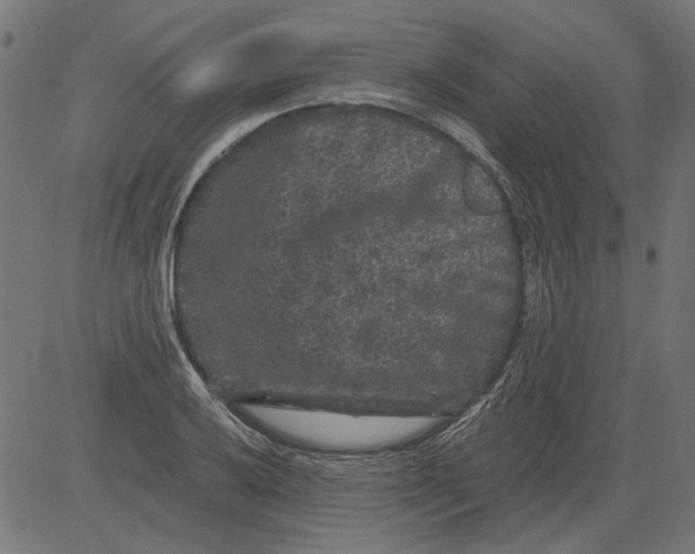 X0000081391032200702020250