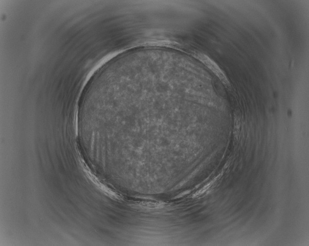 X0000081391036200702020250