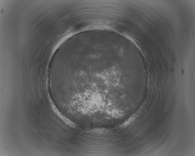 X0000081391038200702020250