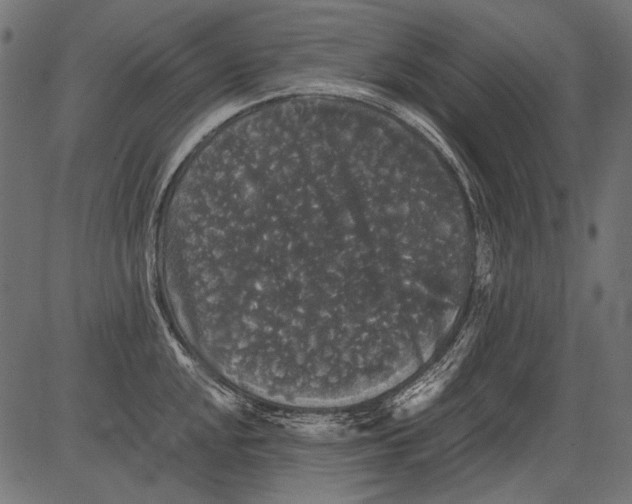 X0000081391048200702020250