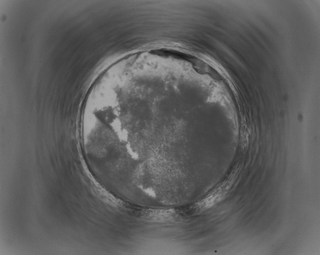 X0000081391055200702020250