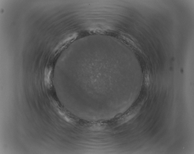 X0000081391060200702020250