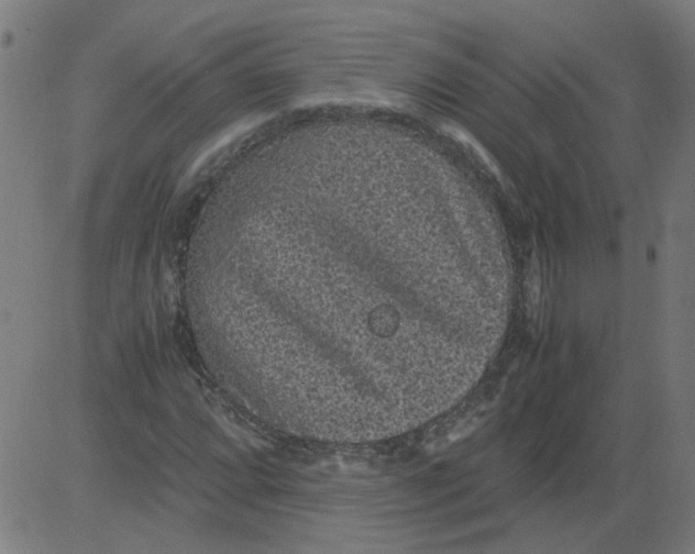 X0000081391064200702020249