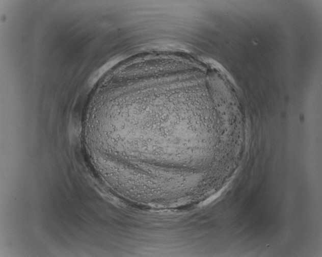 X0000081391065200702020249