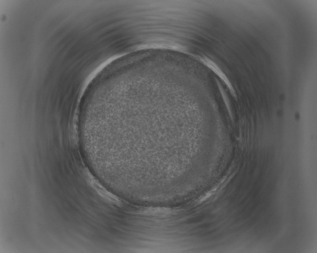 X0000081391068200702020249