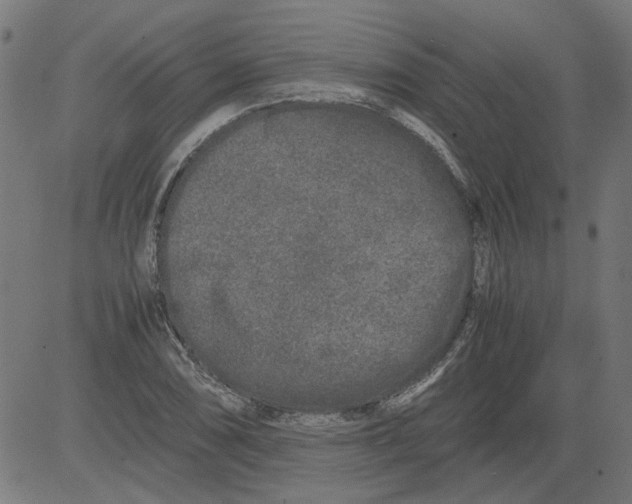 X0000081391074200702020249