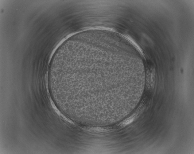 X0000081391100200702020249